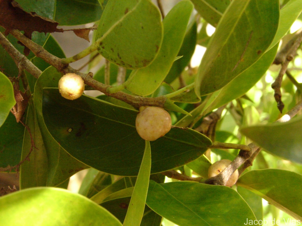 Ficus microcarpa L.f.